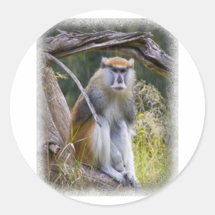 Patas Monkey Classic Round Sticker