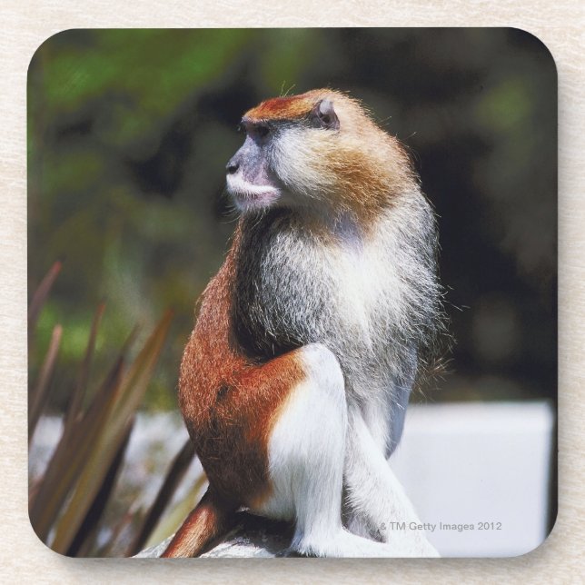 Patas monkey coaster (Front)