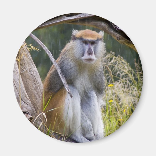 Patas Monkey Magnet (Front)