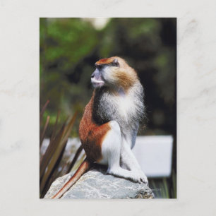 Patas monkey postcard