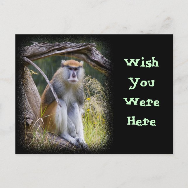 Patas Monkey Postcard (Front)