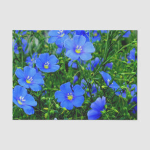 Patch of Blue Flax Linum Flowers-TISSUE WRAP PAPER