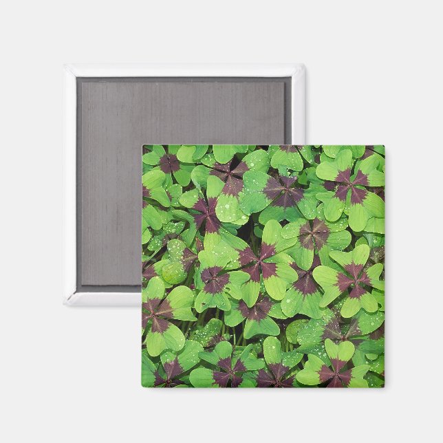 Patch of Four Leaf Clover, Sorrel, with Dew Magnet (Front/Back)