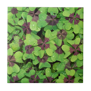 Patch of Four Leaf Clover, Sorrel, with Dew Tile