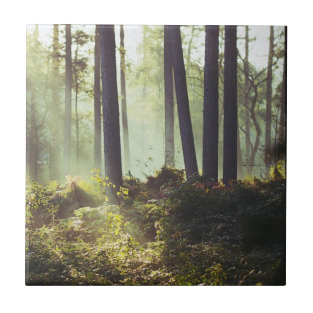 Patch of Underbrush in the Forest Tile (Front)