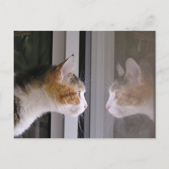 Patches Announcement Postcard (Front)