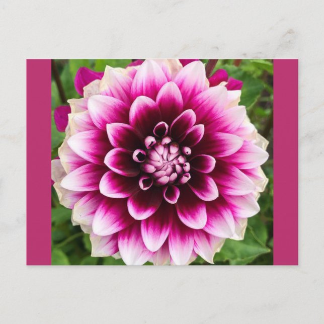 Patches Dahlia Postcard (Front)