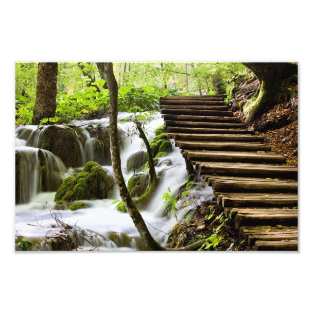 Path and Stream in the Forest Photo Print (Front)
