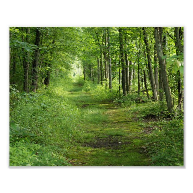 Path between the trees 10 x 8 Photographic Print (Front)