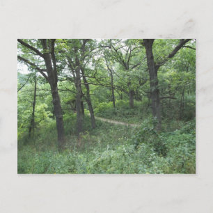 Path in Mines of Spain near Dubuque Iowa Postcard