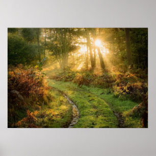 Path in the forest Woods Nature Wall Poster