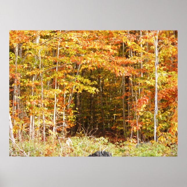 Path In The Woods Adirondacks Mountains Poster (Front)