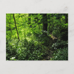 Path in the Woods Postcard