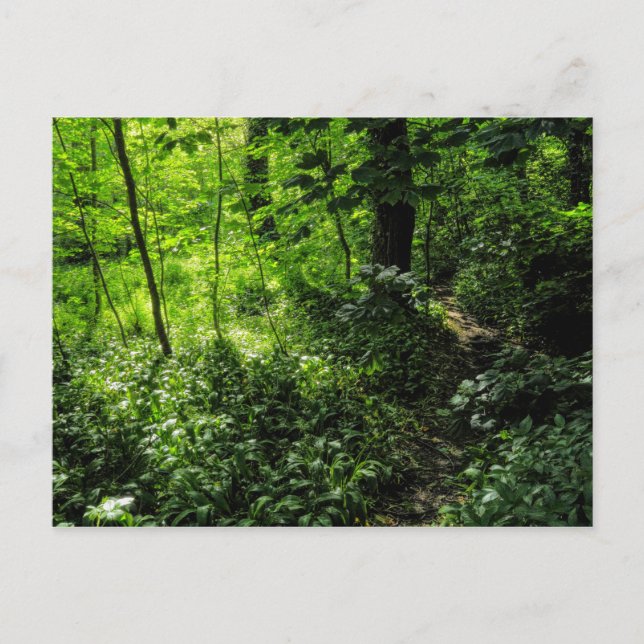 Path in the Woods Postcard (Front)