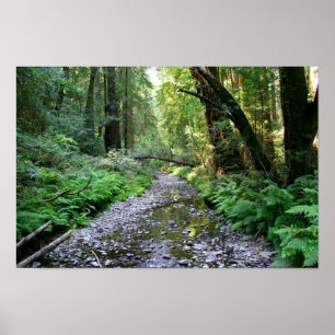 "Path of Ferns", Muir Woods Poster