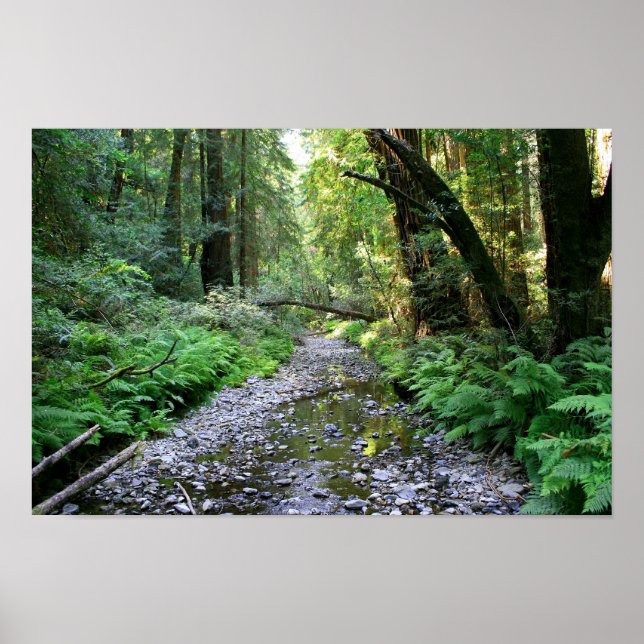 "Path of Ferns", Muir Woods Poster (Front)