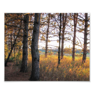 Path of Pines Photo Print