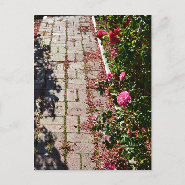 Path of Roses Postcard (Front)