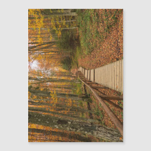 Path through the autumn forest.