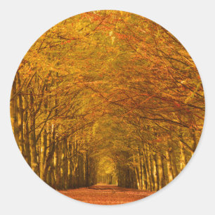 Path through the forest in autumn round sticker