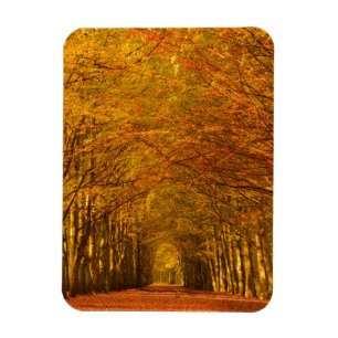 Path through the forest in autumn vertical magnet