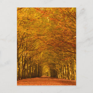 Path through the forest in fall vertical postcard