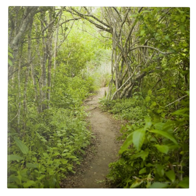 Path through the forest tile (Front)