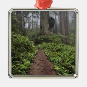 Path through the giant redwood trees shrouded 2 metal ornament