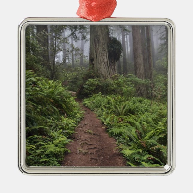 Path through the giant redwood trees shrouded 2 metal ornament (Front)
