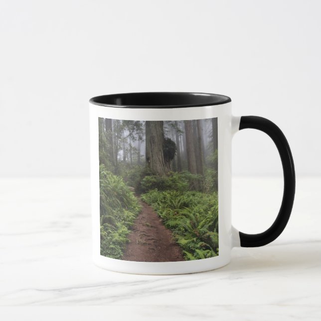 Path through the giant redwood trees shrouded 2 mug (Right)