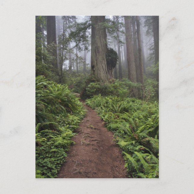 Path through the giant redwood trees shrouded 2 postcard (Front)