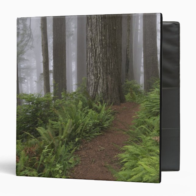 Path through the giant redwood trees shrouded binder (Front/Inside)