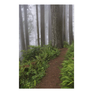 Path through the giant redwood trees shrouded photo print
