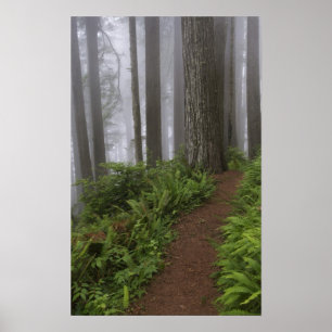 Path through the giant redwood trees shrouded poster
