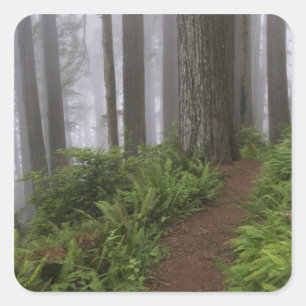Path through the giant redwood trees shrouded square sticker
