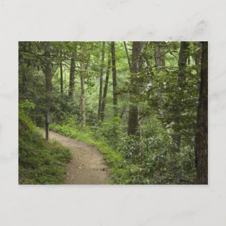 Path Through the Woods Postcard