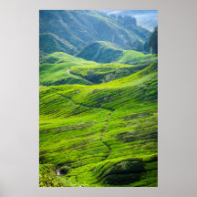 Path thru tea plantations