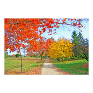 Path Trees Autumn Fall Coloured Leaves    Photo Print