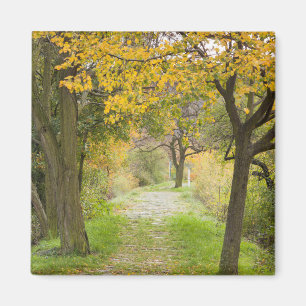 Pathway in Autumn Magnet