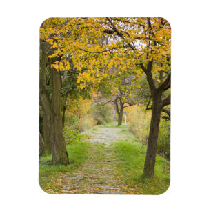 Pathway in Autumn Magnet