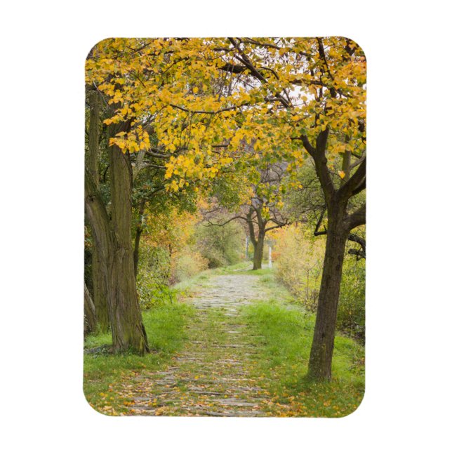 Pathway in Autumn Magnet (Vertical)