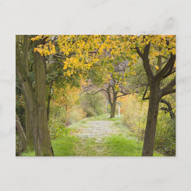 Pathway in Autumn Postcard (Front)