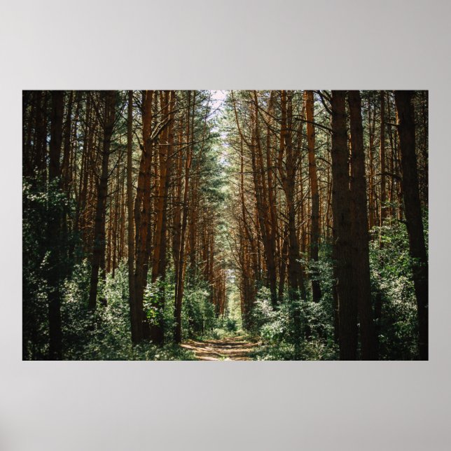 PATHWAY IN FOREST POSTER (Front)