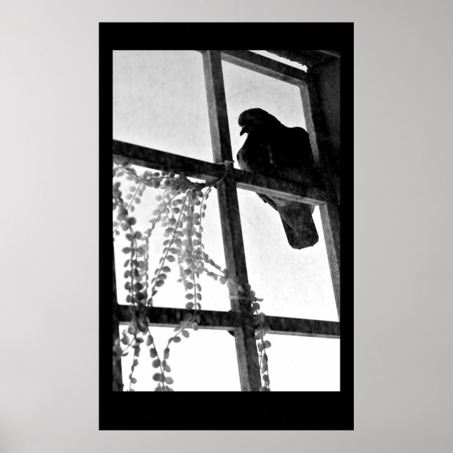 Patient Pigeon Poster (Front)