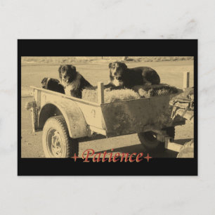 Patiently waiting postcard