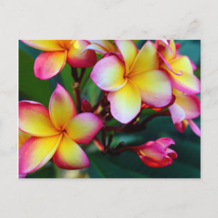 patriciapotluck plumeria carte postale