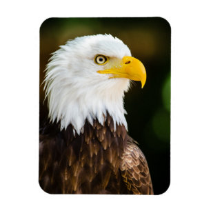 Patriotic Adult American Bald Eagle Magnet