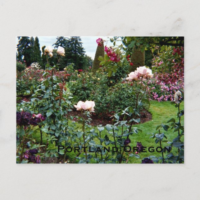 Patriotic Colours Rose Garden Postcard (Front)