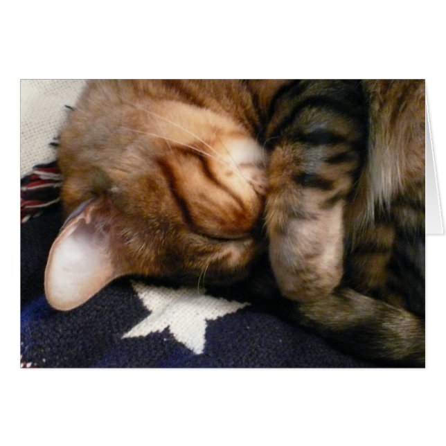 Patriotic Nap (Front Horizontal)