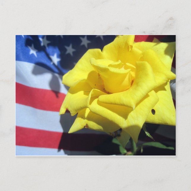 Patriotic Rose Postcard (Front)